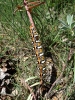 Hyles euphorbiae Hyles euphorbiae