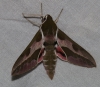 Hyles euphorbiae Hyles euphorbiae