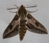 Hyles euphorbiae Hyles euphorbiae