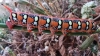 Hyles euphorbiae Hyles euphorbiae