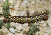 Hyles euphorbiae Hyles euphorbiae