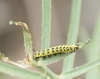 Hyles euphorbiae Hyles euphorbiae