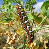 Hyles euphorbiae Hyles euphorbiae