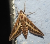 Hyles livornica Hyles livornica