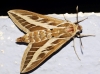 Hyles livornica Hyles livornica