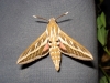 Hyles livornica Hyles livornica