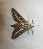 Hyles livornica