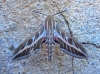 Hyles livornica Hyles livornica