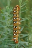Hyles euphorbiae Hyles euphorbiae