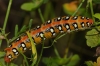 Hyles euphorbiae Hyles euphorbiae