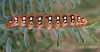 Hyles euphorbiae Hyles euphorbiae