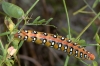 Hyles euphorbiae Hyles euphorbiae