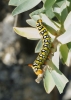 Hyles euphorbiae Hyles euphorbiae