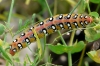 Hyles euphorbiae Hyles euphorbiae