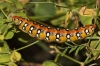 Hyles euphorbiae Hyles euphorbiae