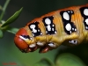 Hyles euphorbiae Hyles euphorbiae
