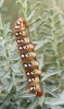 Hyles euphorbiae Hyles euphorbiae