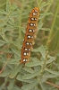 Hyles euphorbiae Hyles euphorbiae