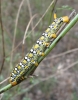 Hyles euphorbiae Hyles euphorbiae