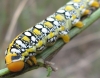 Hyles euphorbiae Hyles euphorbiae