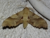 Marumba quercus Marumba quercus