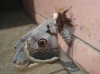 Saturnia pyri Saturnia pyri