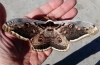 Saturnia pyri Saturnia pyri