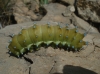 Saturnia pyri Saturnia pyri