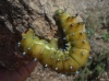 Saturnia pyri Saturnia pyri