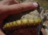 Saturnia pyri Saturnia pyri