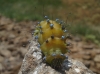 Saturnia pyri Saturnia pyri