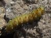 Saturnia pyri Saturnia pyri