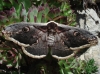 Saturnia pyri Saturnia pyri
