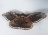 Saturnia pyri Saturnia pyri