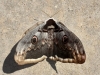 Saturnia pyri Saturnia pyri