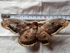 Saturnia pyri Saturnia pyri