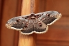Saturnia pyri Saturnia pyri