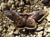 Saturnia pyri Saturnia pyri