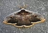 Saturnia pyri Saturnia pyri