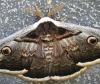 Saturnia pyri Saturnia pyri