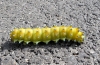 Saturnia pyri Saturnia pyri