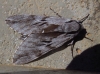 Sphinx maurorum Sphinx maurorum