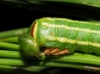 Sphinx maurorum