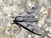 Sphinx maurorum Sphinx maurorum
