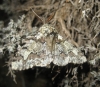 Biston strataria (Hufnagel, 1767)