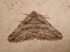 Calamodes occitanaria (Duponchel, 1829)