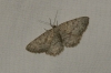 Charissa (Kemtrognophos) predotae (Schawerda, 1929)