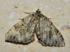 Colostygia olivata (Denis & Schiffermller, 1775)