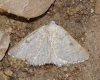 Dyscia (Iberafrina) penulataria (Hbner, 1819)