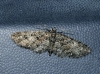 Eupithecia cocciferata (Millire, 1864)